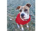 Adopt Nina a Pit Bull Terrier / Mixed dog in Stagecoach, NV (39174545)