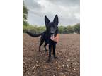 Adopt Skye a Black German Shepherd Dog / Mixed dog in McKinney, TX (40251835)