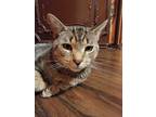 Adopt Tiger a Brown Tabby Tabby / Mixed (medium coat) cat in West Orange