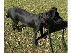 Adopt JJ Watt a Black - with White Boxer / Retriever (Unknown Type) / Mixed dog