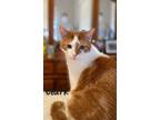 Adopt Clark a Orange or Red Tabby Tabby (short coat) cat in Woodstock