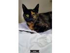 Adopt Amber a Tortoiseshell Domestic Shorthair (short coat) cat in Key Largo