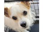 Adopt Sally a White Terrier (Unknown Type, Small) / Mixed dog in las vegas