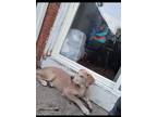 Adopt Mona-Lisa a Tan/Yellow/Fawn Husky / Mixed dog in Aurora, IL (40925464)