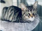 Adopt Theodore a Gray, Blue or Silver Tabby Domestic Shorthair (short coat) cat