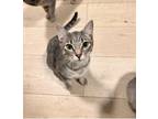 Adopt Little girl a Gray or Blue (Mostly) American Shorthair / Mixed (short