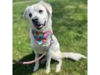 Adopt Benny a White Mixed Breed (Medium) / Mixed dog in Washington