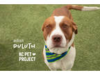 Adopt Duluth a Brown/Chocolate American Pit Bull Terrier / Mixed Breed (Medium)