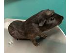 Adopt Speedy a Black Guinea Pig / Guinea Pig / Mixed (short coat) small animal