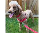 Adopt GINGER a Red/Golden/Orange/Chestnut Poodle (Standard) / Mixed dog in