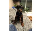 Adopt Koty a Black - with Tan, Yellow or Fawn Rottweiler / Mixed dog in Clifton