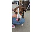 Adopt Finkey (Buddy) a Brown/Chocolate - with White Feist / Mixed dog in