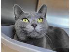 Adopt Egg Salad a Gray or Blue Domestic Shorthair / Mixed cat in Millersville