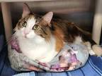 Adopt Joan a Calico or Dilute Calico Domestic Longhair / Mixed cat in