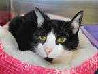 Adopt Zita a Black & White or Tuxedo Domestic Shorthair / Mixed cat in
