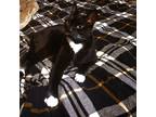 Adopt Queenie a Black & White or Tuxedo American Shorthair / Mixed cat in Long
