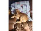 Adopt Scully a Tan/Yellow/Fawn - with White Golden Retriever / Mixed dog in