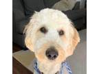 Adopt MILO a White Goldendoodle / Standard Poodle / Mixed dog in Fairfax