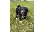 Adopt Maggie a Black - with White Labradoodle / Mixed dog in Clifton Park