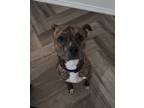 Adopt Carmelo a Brindle American Staffordshire Terrier / Boxer / Mixed dog in