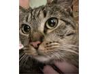 Adopt Laurie a Brown Tabby Domestic Shorthair / Mixed (short coat) cat in