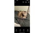 Adopt Willow a Gray, Blue or Silver Tabby Tabby / Mixed (medium coat) cat in