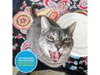 Adopt Nelson a Gray or Blue Domestic Shorthair / Domestic Shorthair / Mixed cat