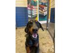 Adopt Rock a Black Doberman Pinscher / Mixed Breed (Medium) / Mixed (short coat)