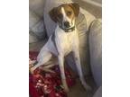 Adopt Hank a White - with Red, Golden, Orange or Chestnut Treeing Walker