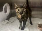 Adopt Eva a Tortoiseshell Domestic Shorthair / Mixed cat in Millersville