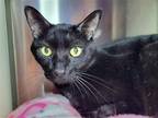 Adopt Fuzz a All Black Domestic Shorthair / Mixed cat in Millersville