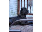 Adopt Odin a Black - with Tan, Yellow or Fawn Mastiff / Mixed dog in Stanwood