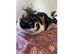 Adopt Cinta a Calico or Dilute Calico Domestic Shorthair / Mixed (short coat)