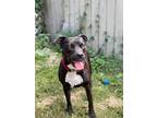 Adopt Lola a Black Staffordshire Bull Terrier / Mixed dog in Sylmar