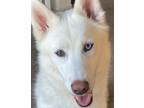 Adopt Loki a White Husky / Mixed dog in Redondo Beach, CA (41333055)