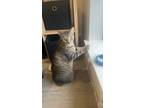 Adopt Norm a Tan or Fawn Tabby Domestic Mediumhair / Mixed (medium coat) cat in