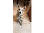 Adopt Sophie a Tan/Yellow/Fawn - with White Husky / Shepherd (Unknown Type) /