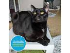 Adopt Bumi a All Black Domestic Shorthair / Domestic Shorthair / Mixed cat in