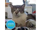 Adopt Slimothy a Brown or Chocolate Domestic Shorthair / Domestic Shorthair /
