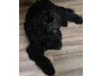 Adopt Coal a Black Goldendoodle / Mixed dog in Orlando, FL (41332940)