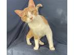 Adopt Milo a Orange or Red (Mostly) Domestic Shorthair / Mixed (short coat) cat