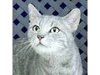 Adopt Suzy Q a Domestic Shorthair / Mixed cat in Fort Davis, TX (41332924)