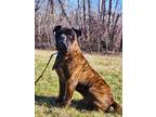 Adopt Zoro a Brindle Bullmastiff / Mixed dog in Winnipeg, MB (41332923)