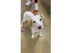 Adopt Ruth a White - with Tan, Yellow or Fawn Hound (Unknown Type) / Coonhound