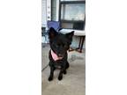 Adopt Levi a Black Finnish Spitz / Mutt / Mixed dog in Fort Worth, TX (41332920)