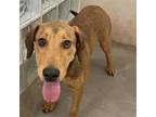 Adopt Bella a Brown/Chocolate Hound (Unknown Type) / Mixed dog in Lihue