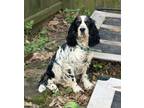 Adopt Willow a Tricolor (Tan/Brown & Black & White) English Springer Spaniel /