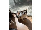 Adopt Cantik a Calico or Dilute Calico Domestic Shorthair / Mixed (short coat)