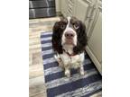 Adopt Mable a Brown/Chocolate - with White English Springer Spaniel / Mixed dog