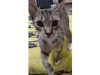 Adopt Boots a Spotted Tabby/Leopard Spotted American Shorthair (short coat) cat